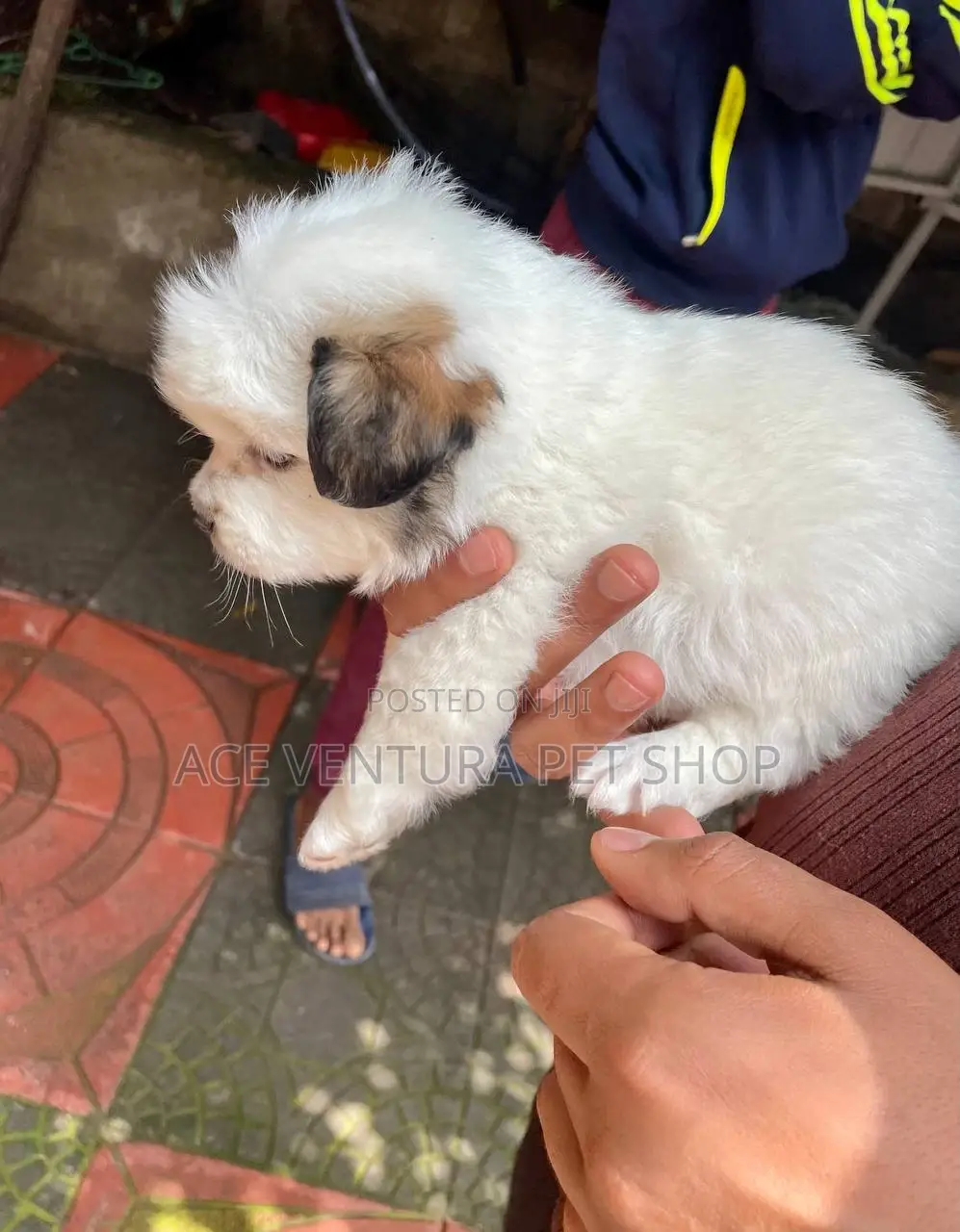 3-6 months Male Purebred Maltese