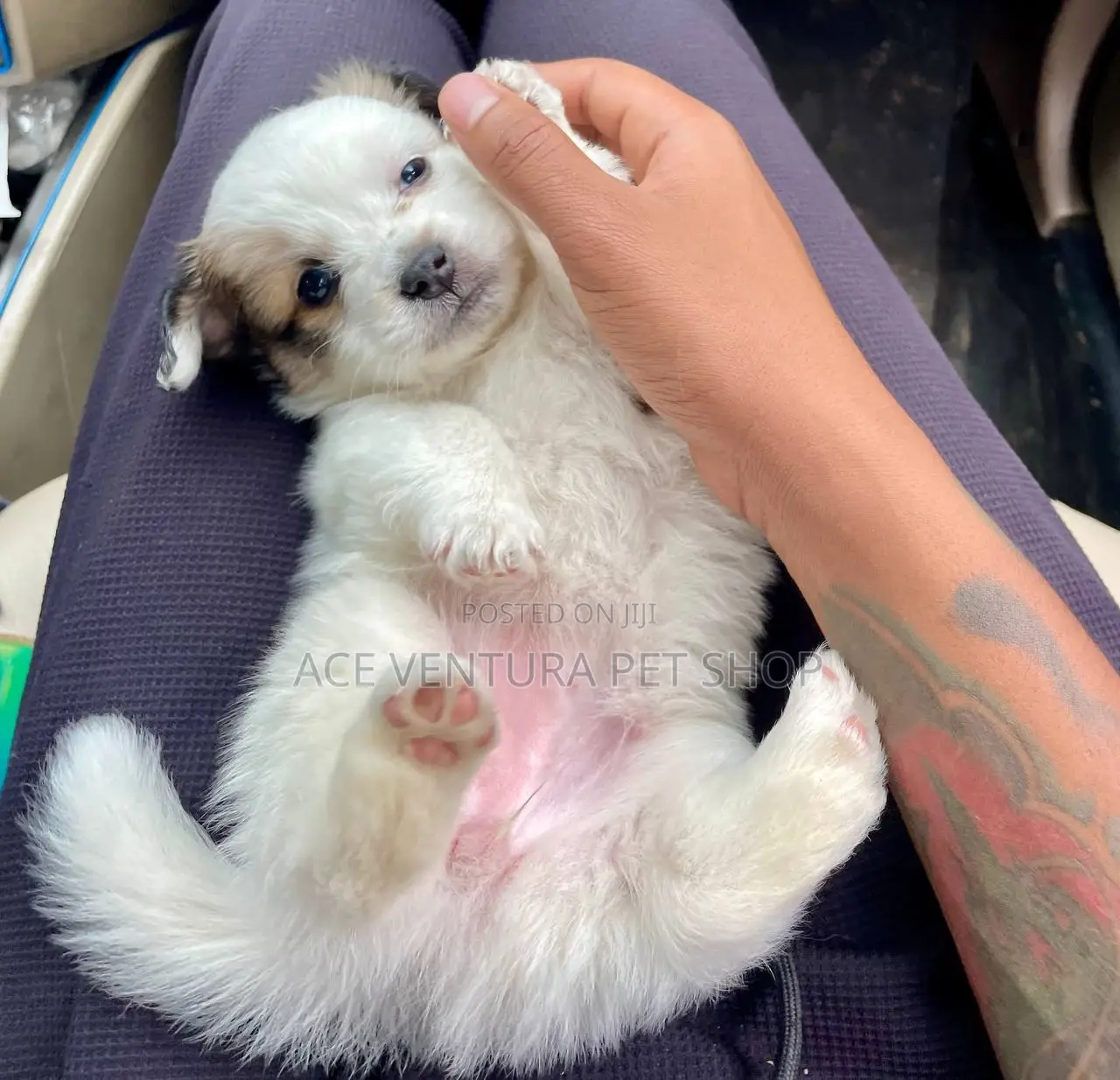 3-6 months Male Purebred Maltese