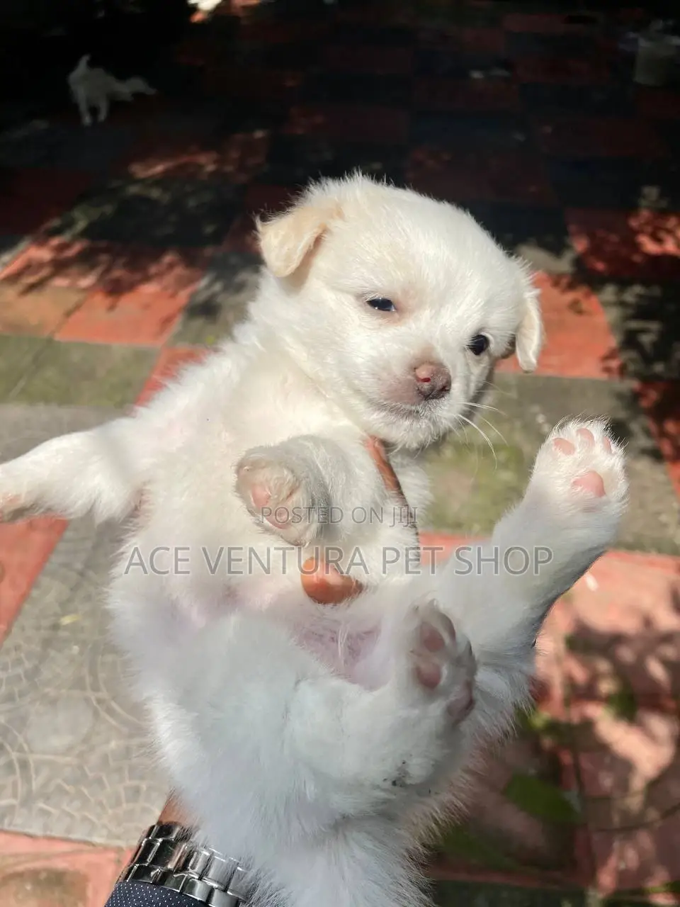 1-3 months Male Purebred Maltese