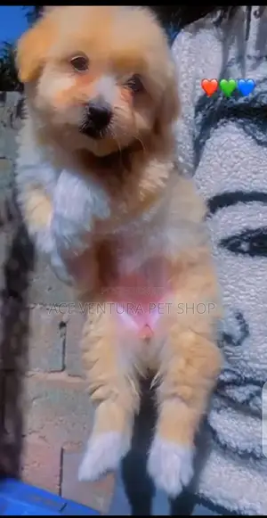 Photo - 1-3 months Female Purebred Maltese