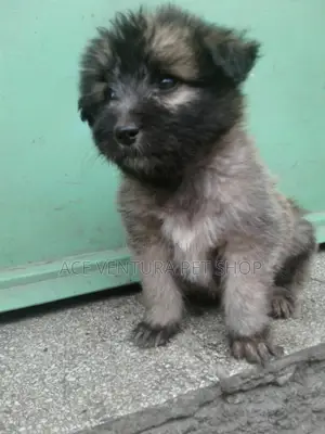 1-3 months Male Purebred Maltese