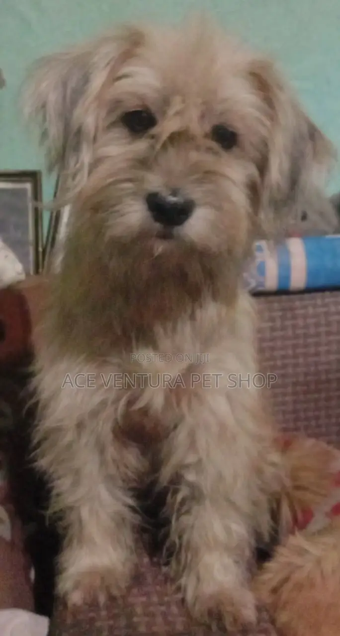 1-3 months Male Purebred Maltese