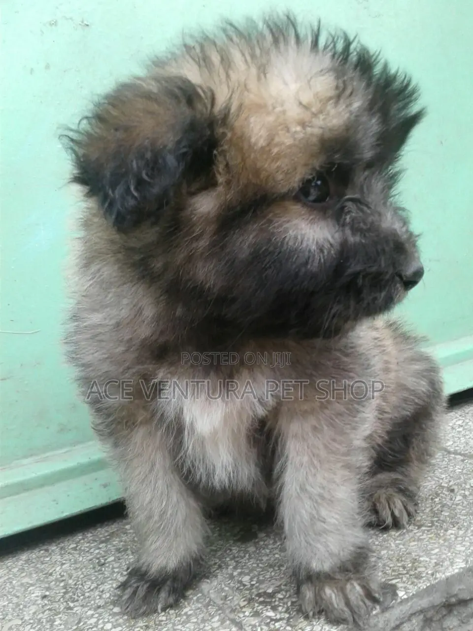 1-3 months Male Purebred Maltese