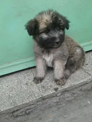 1-3 months Male Purebred Maltese
