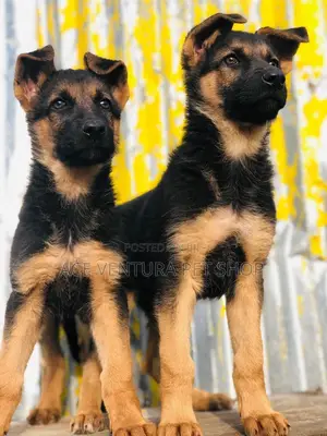 Photo - 1-3 months Male Purebred German Shepherd