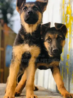 1-3 months Male Purebred German Shepherd