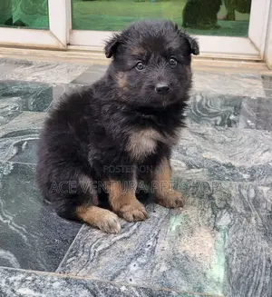 Photo - 1-3 months Male Purebred German Shepherd