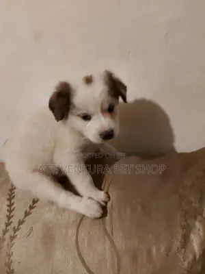 Photo - 1-3 months Male Purebred Maltese