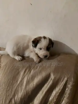 1-3 months Male Purebred Maltese