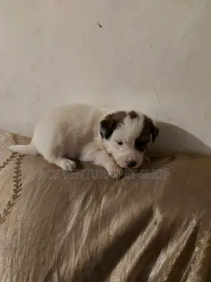 1-3 months Male Purebred Maltese