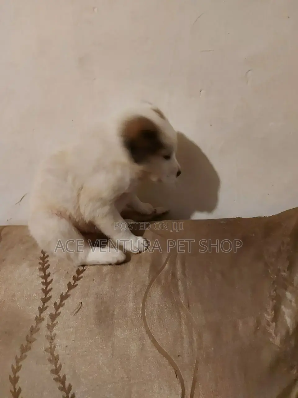 1-3 months Male Purebred Maltese