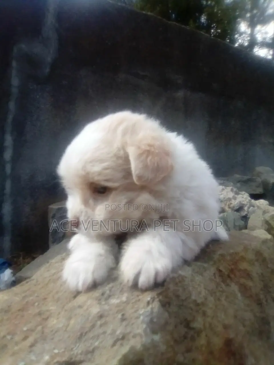 1-3 months Male Purebred Maltese