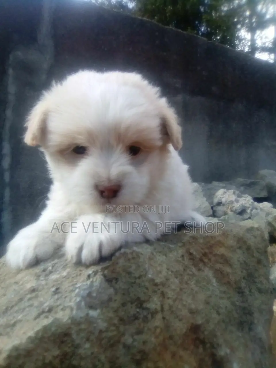 1-3 months Male Purebred Maltese