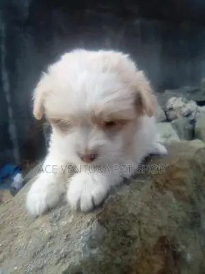 1-3 months Male Purebred Maltese