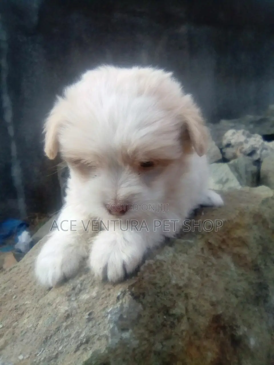 1-3 months Male Purebred Maltese