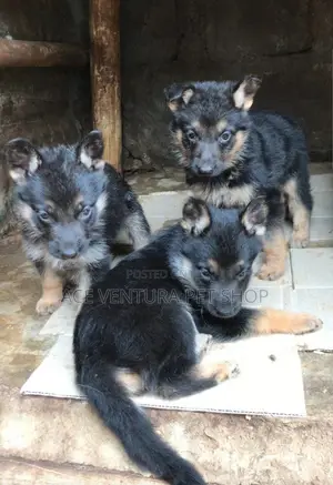 Photo - 1-3 months Male Purebred German Shepherd