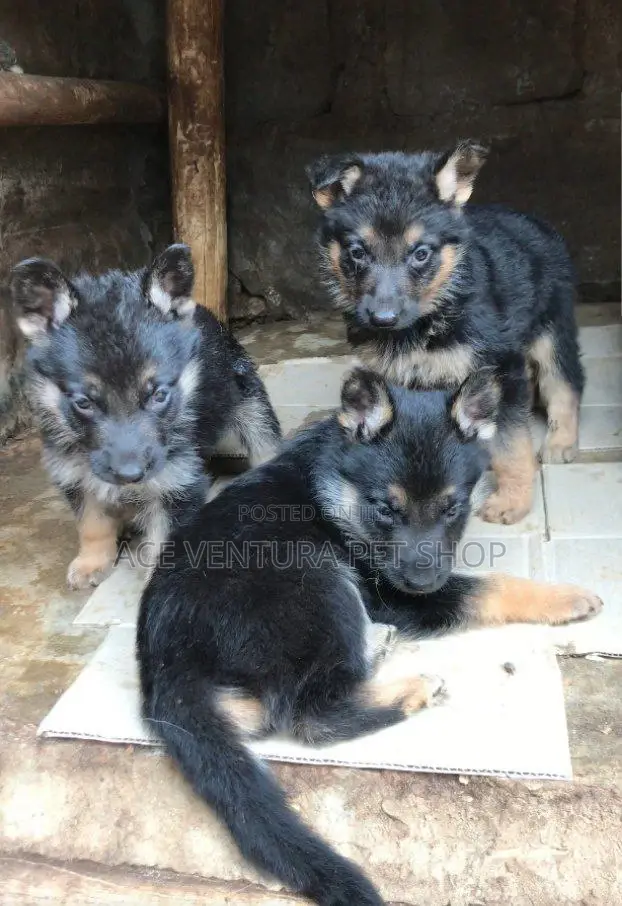 1-3 months Male Purebred German Shepherd