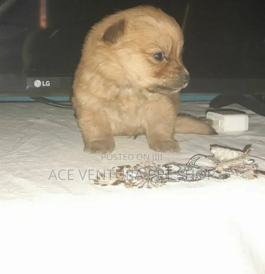 1-3 months Male Purebred Maltese