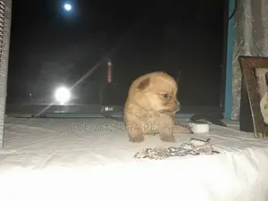 1-3 months Male Purebred Maltese