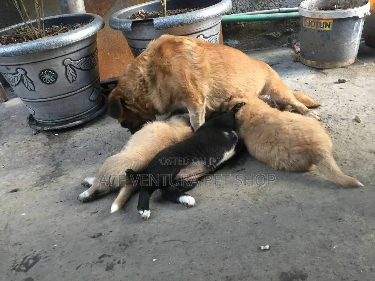 1-3 months Male Purebred Maltese