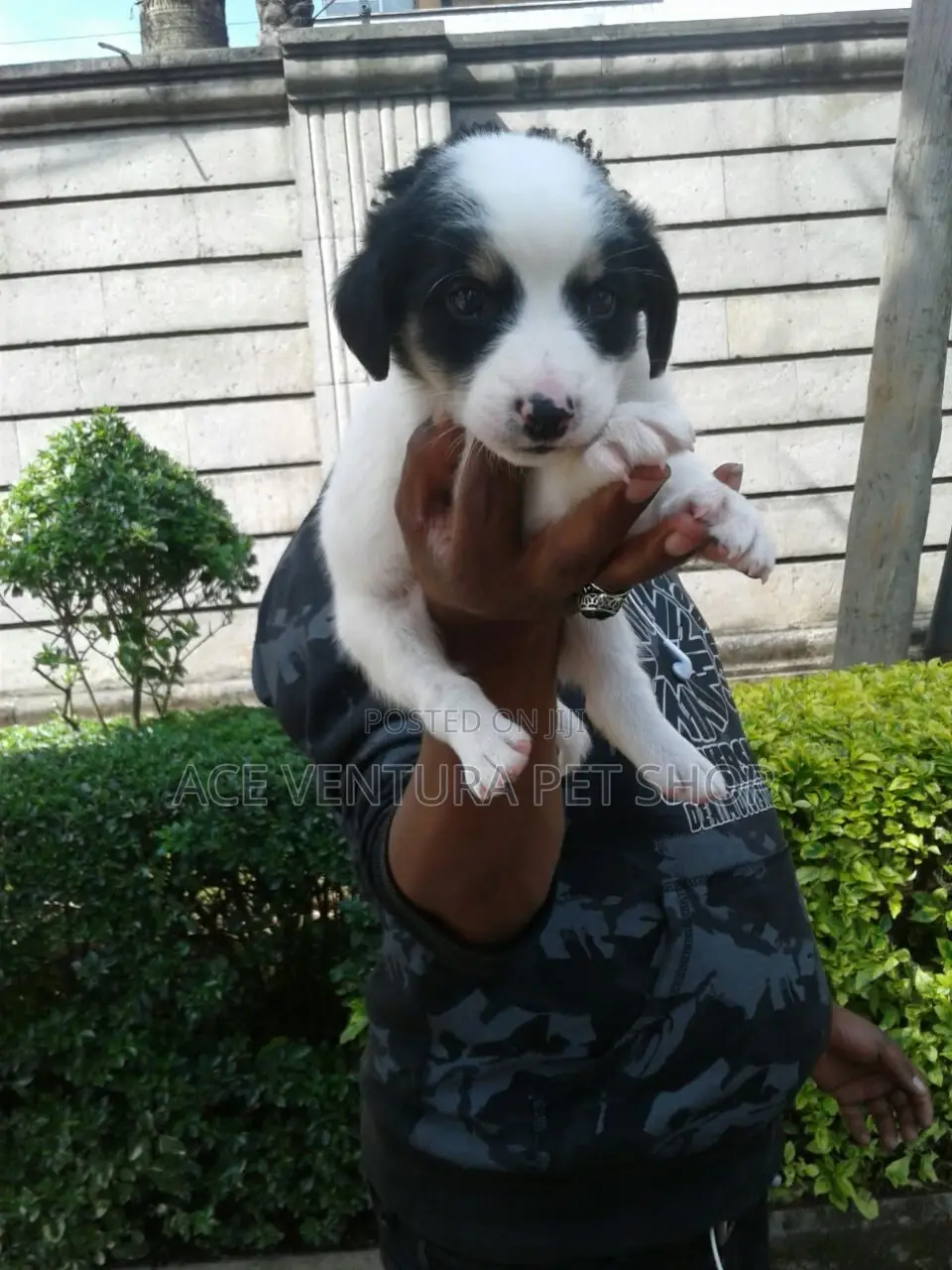 1-3 months Male Purebred Maltese