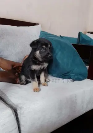Photo - 1-3 months Male Purebred German Shepherd