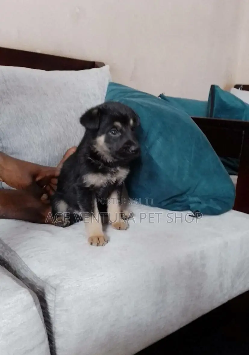 1-3 months Male Purebred German Shepherd