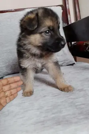 1-3 months Male Purebred German Shepherd