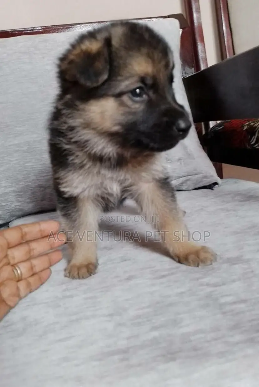 1-3 months Male Purebred German Shepherd