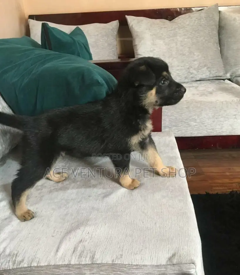 1-3 months Male Purebred German Shepherd