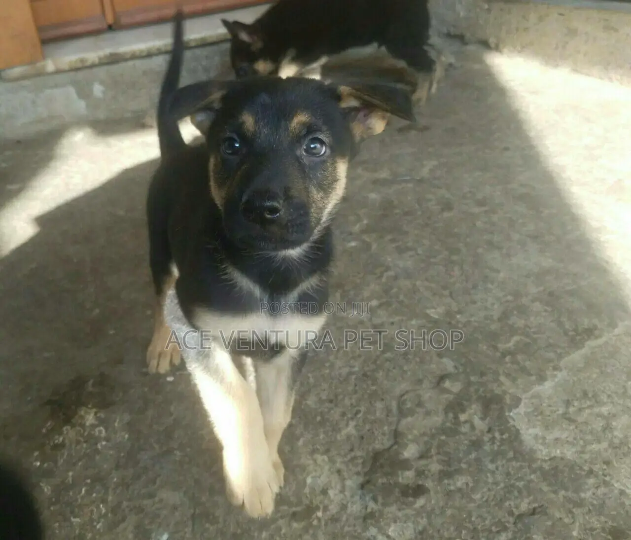 1-3 months Male Purebred German Shepherd