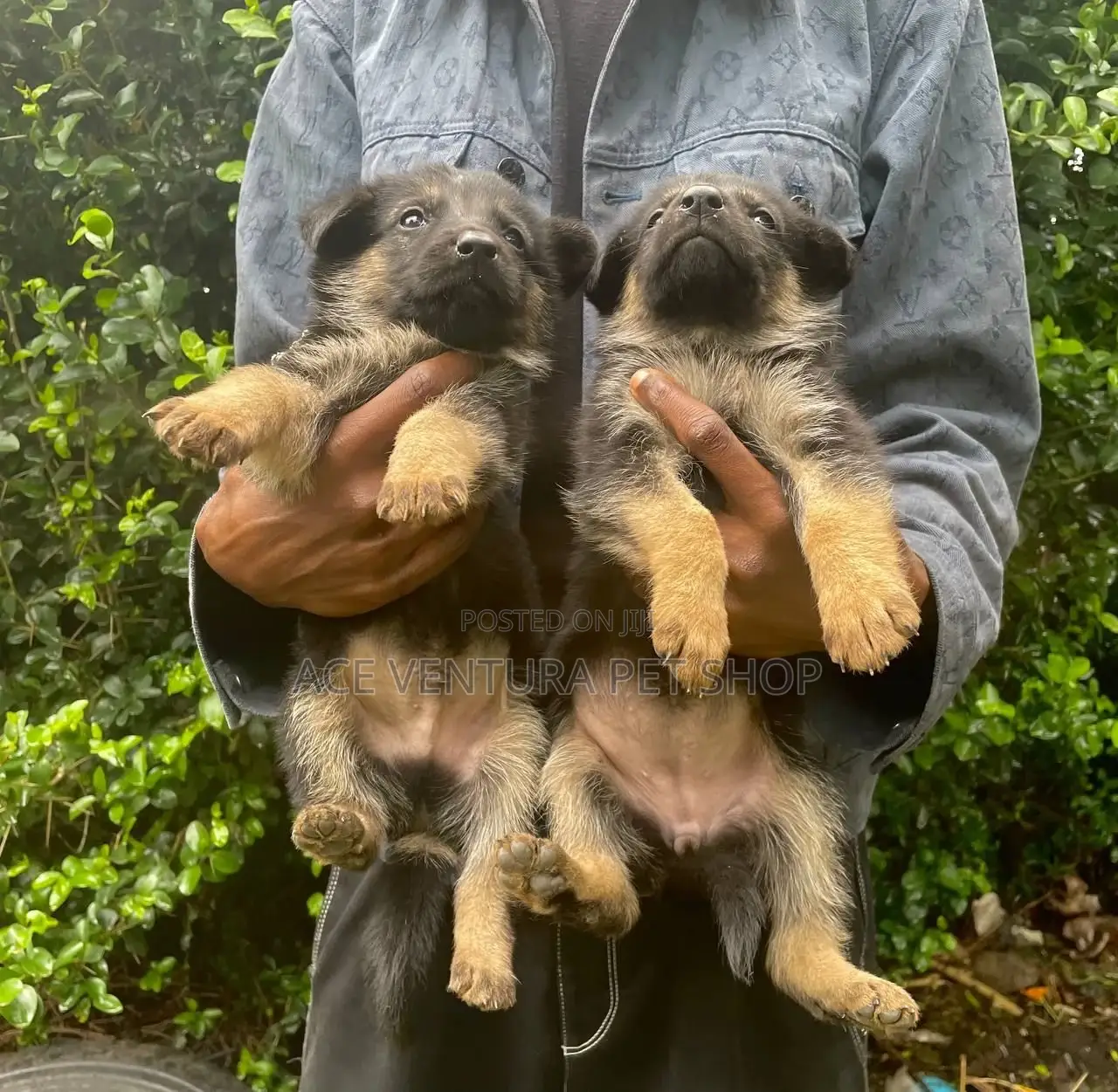 1-3 months Male Purebred German Shepherd