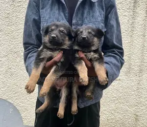 1-3 months Male Purebred German Shepherd