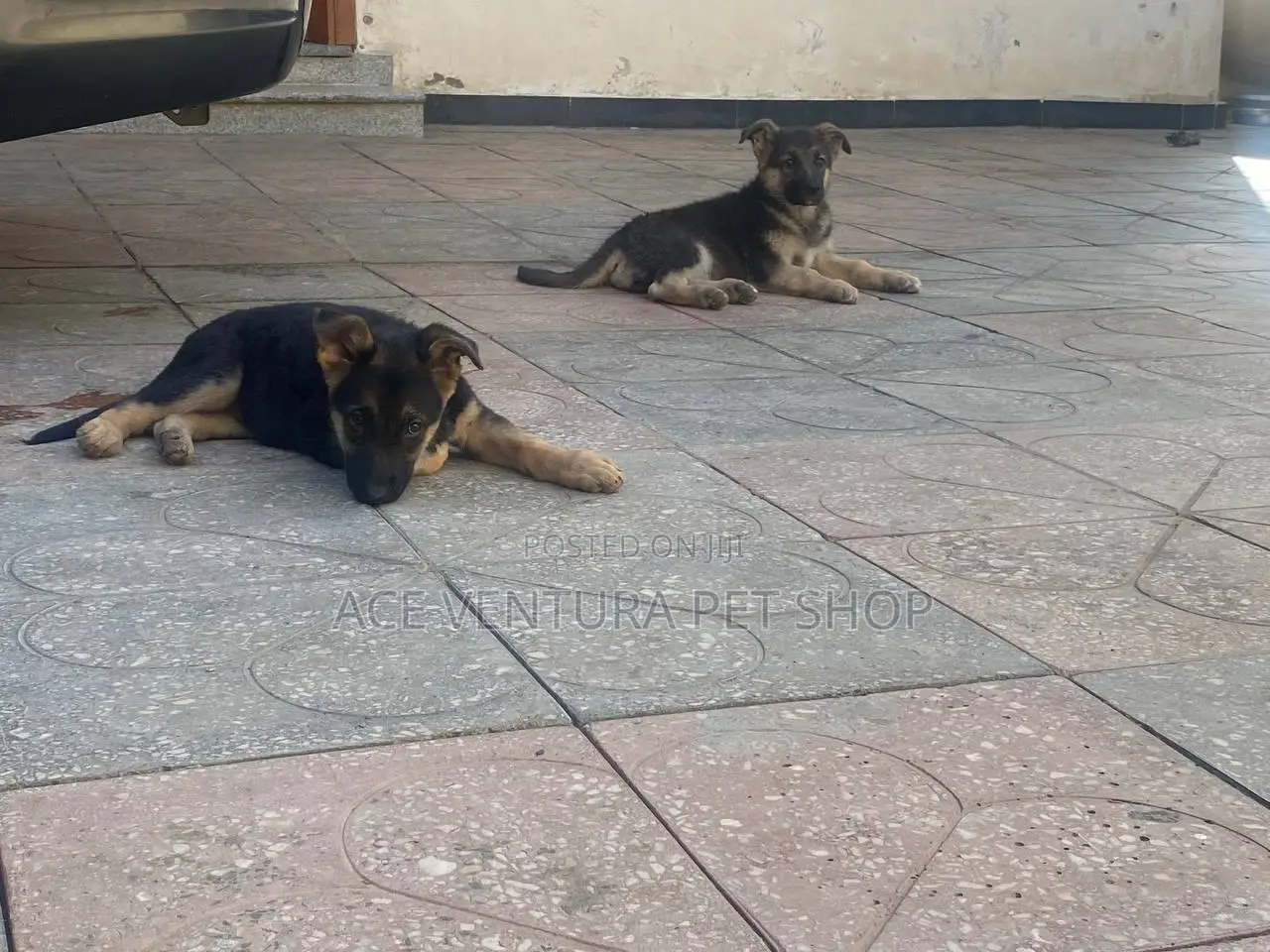 1-3 months Male Purebred German Shepherd