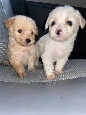 Photo - 1-3 months Male Purebred Maltese