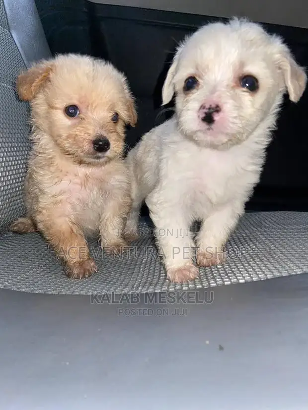 1-3 months Male Purebred Maltese