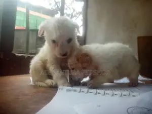 Photo - 1-3 months Male Purebred Maltese