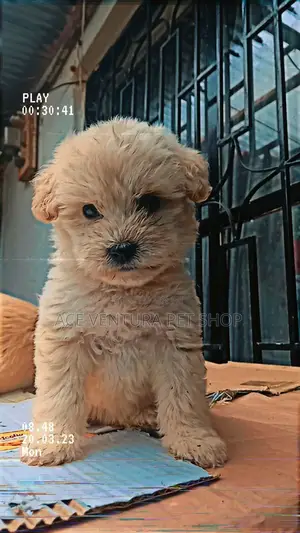 Photo - 1-3 months Male Purebred Maltese