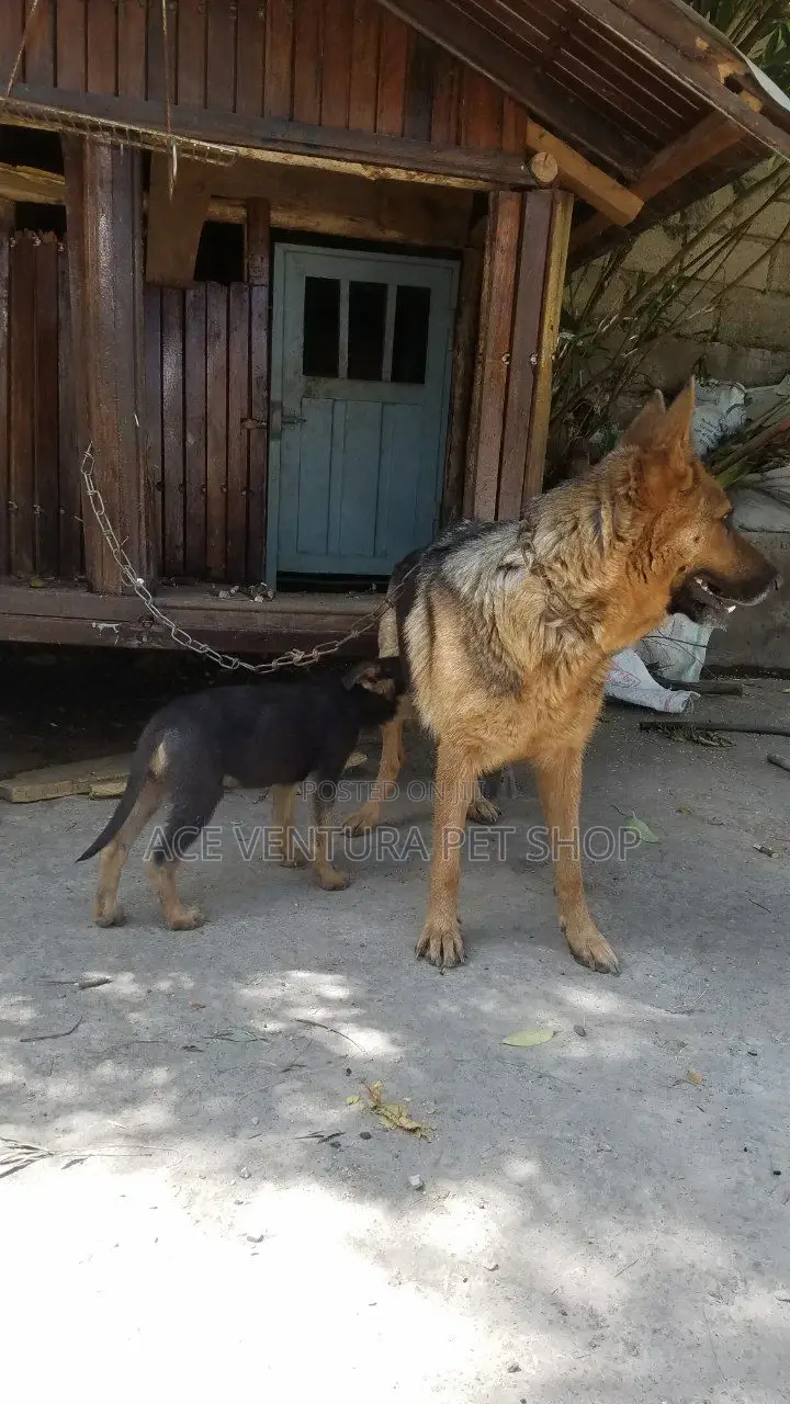 1-3 months Male Purebred German Shepherd