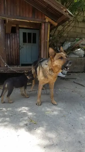 1-3 months Male Purebred German Shepherd