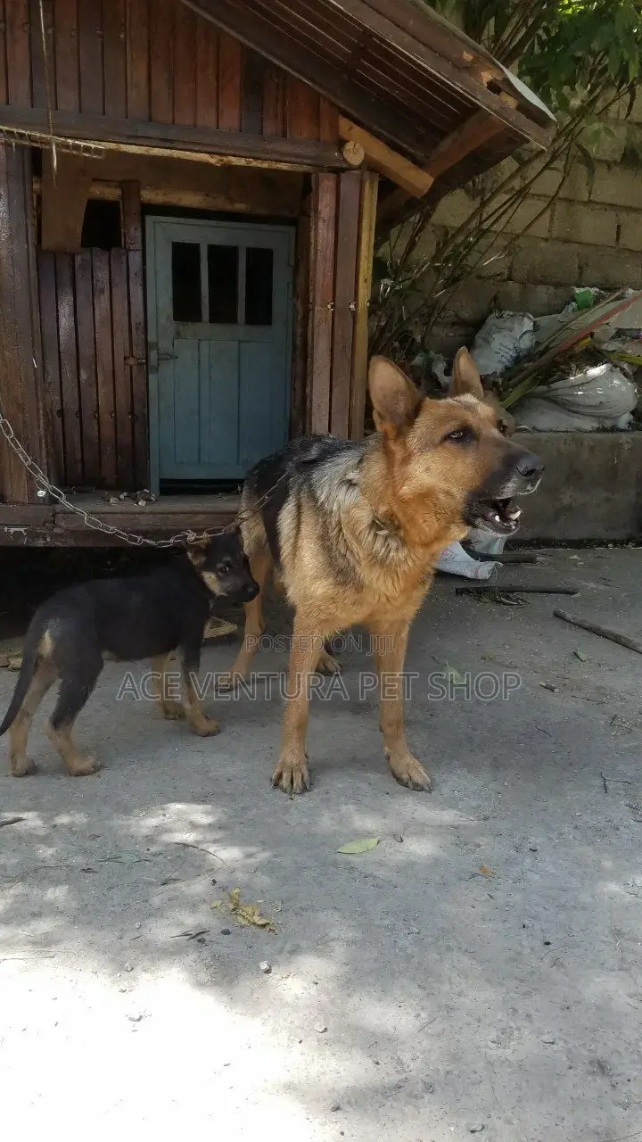 1-3 months Male Purebred German Shepherd