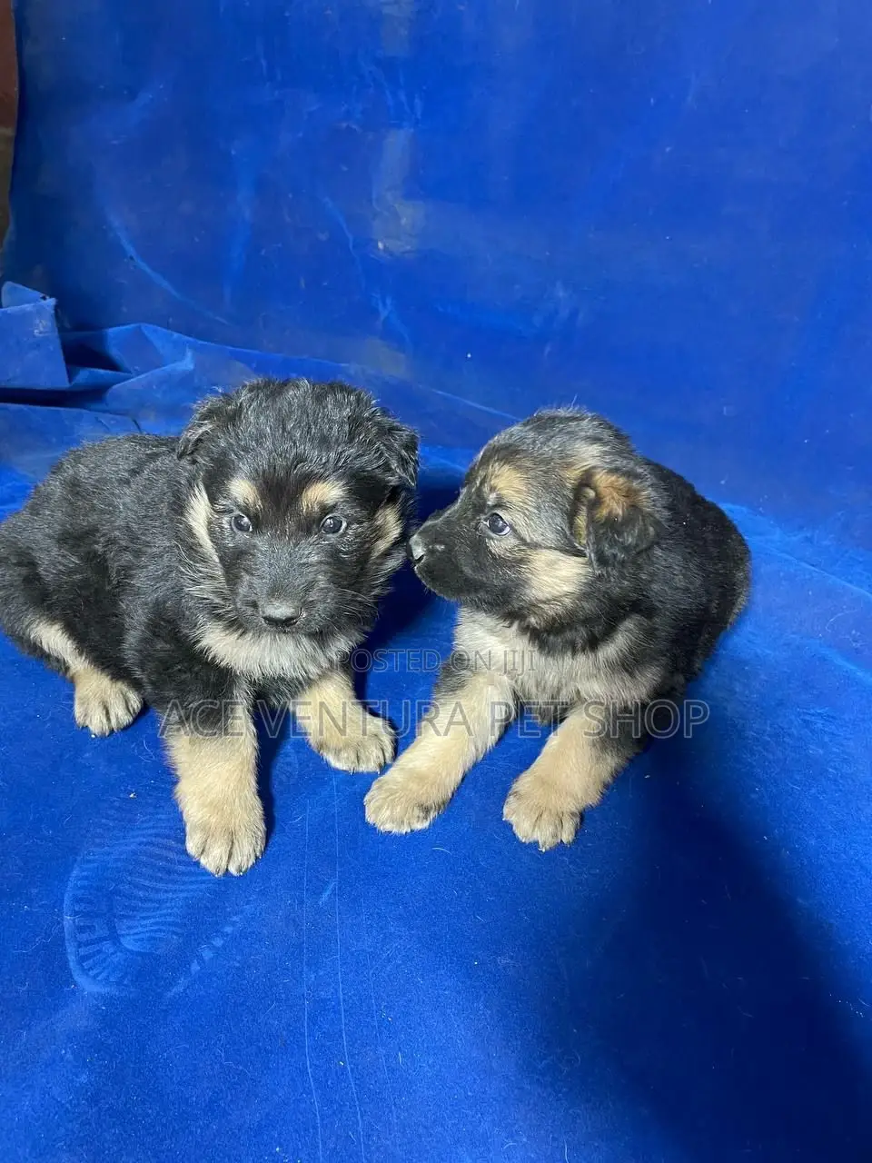 1-3 months Male Purebred German Shepherd