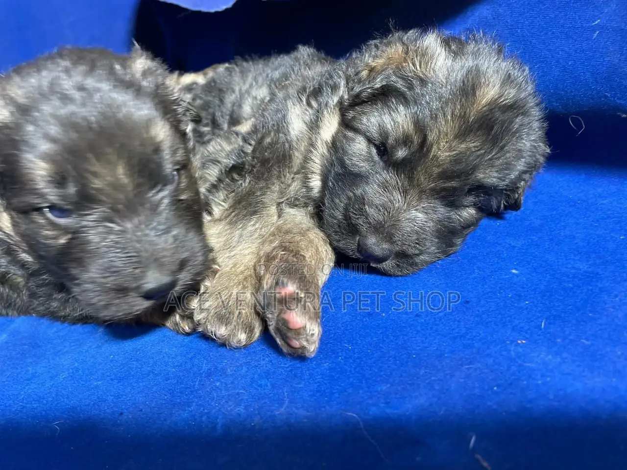 1-3 months Male Purebred German Shepherd