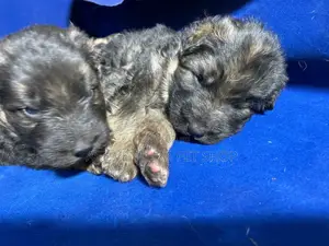 1-3 months Male Purebred German Shepherd