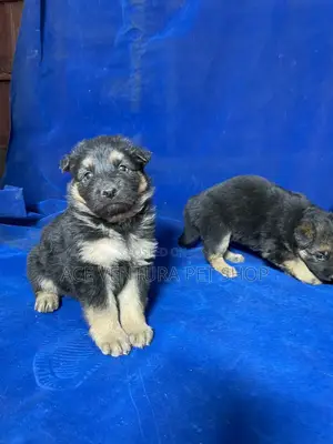 Photo - 1-3 months Male Purebred German Shepherd