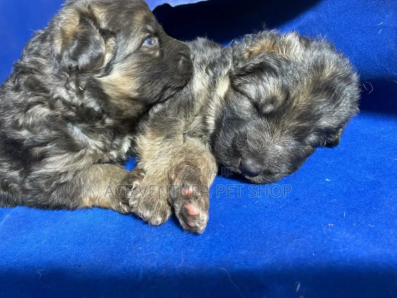 1-3 months Male Purebred German Shepherd