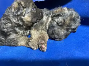 1-3 months Male Purebred German Shepherd