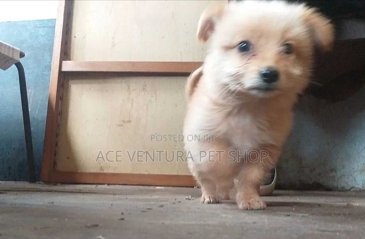 1-3 months Male Purebred Maltese