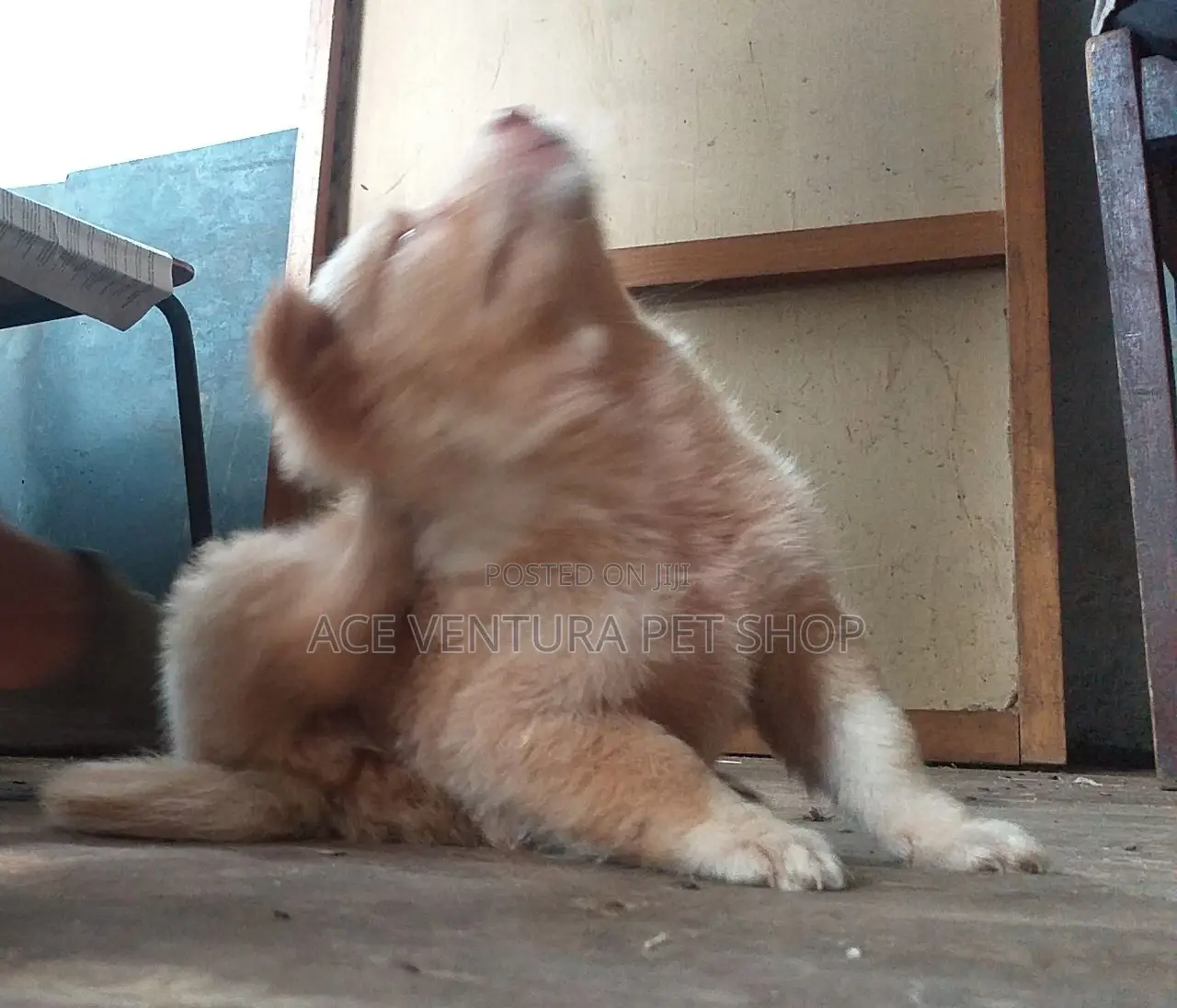 1-3 months Male Purebred Maltese