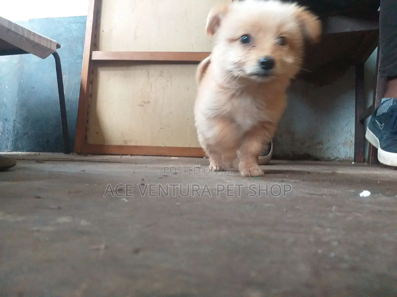 1-3 months Male Purebred Maltese